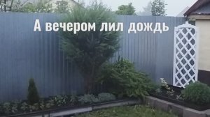 Успела до дождя установить шпалеру.