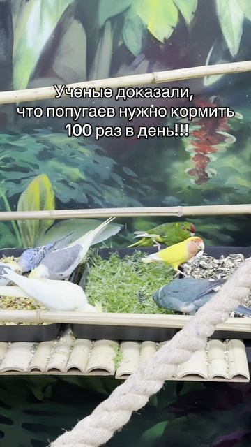 Учёные выяснили, что попугаев нужно кормить минимум 100 раз в день...