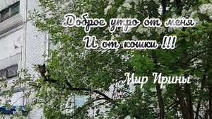 ДОБРОЕ УТРО ОТ МЕНЯ И ОТ КОШКИ ●●●