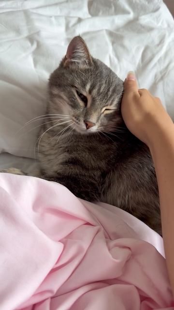 Мило спящий котик 🐱😺