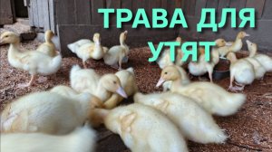 Когда давать утятам траву и почему нельзя им ставить большой водоем