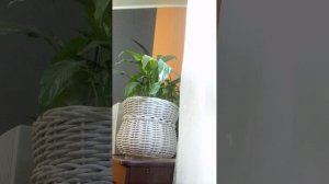 VID_20260526_171904.3gp