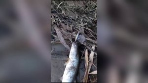 Таймень на воблер 80 мм 14 гр №99 от Mr.Musurok в деле 🎣🔥