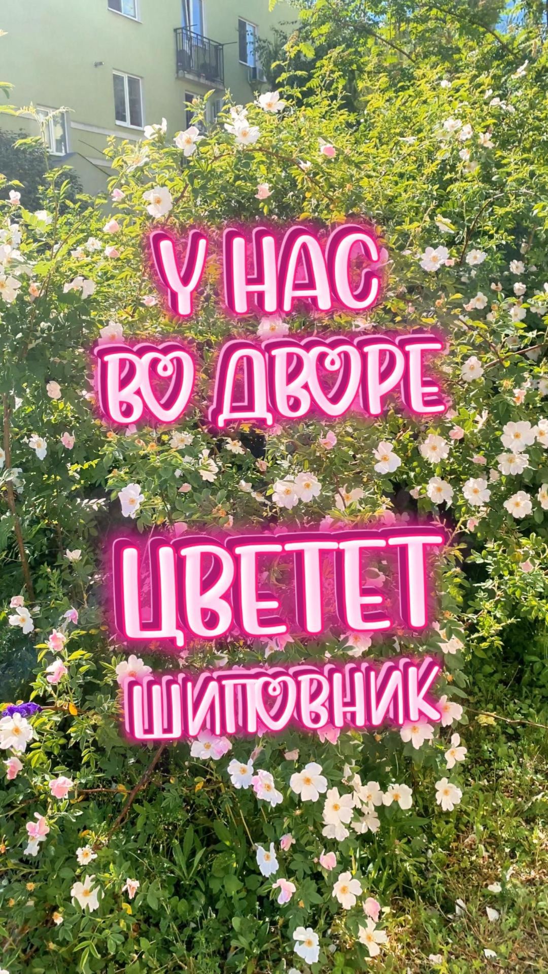 А У НАС ВО ДВОРЕ ЦВЕТЕТ ШИПОВНИК! 🌸🌸🌸