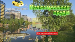 Полюстровский пруд: щуки у берега, шина на дне и лебеди — что скрывает городской водоём Петербурга