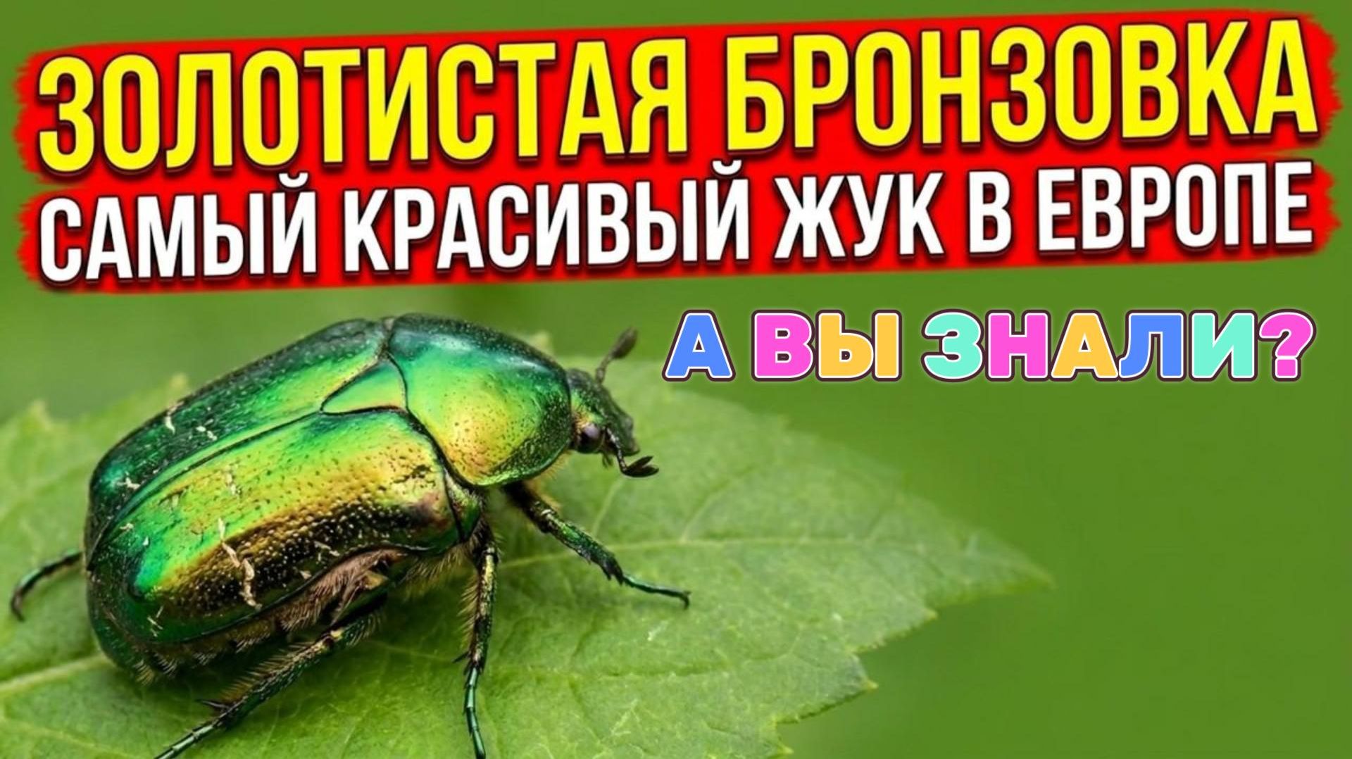 ЗОЛОТИСТАЯ БРОНЗОВКА - Ты видел этого жука на розах, и не знал, что он ХИЩНИК!