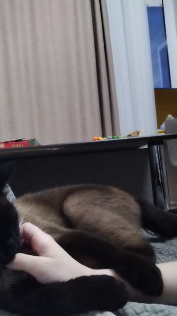 кот милый верно? смотреть онлайн