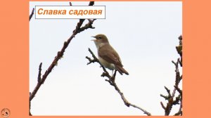 Славка садовая поёт. Песенка, знакомая многим