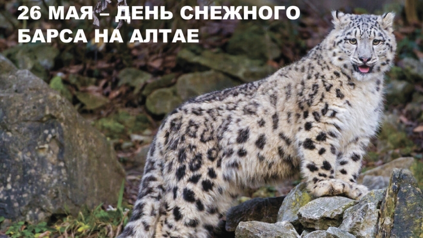 26.05.26 - День снежного барса