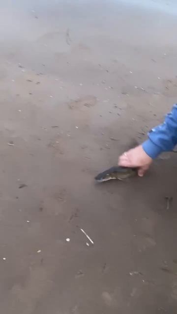 напильник