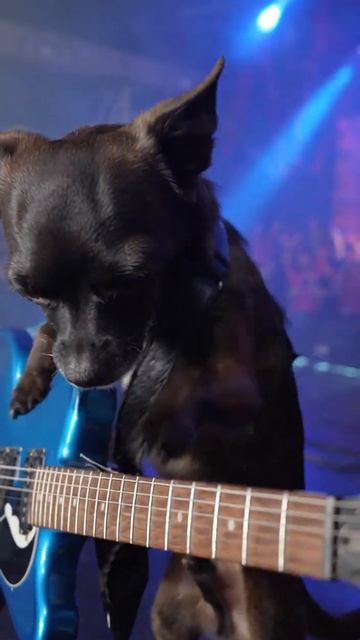 Paws and Riffs #chihuahuafanclub #chihuahua смотреть онлайн