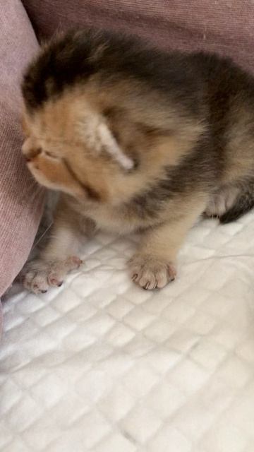 Котятам 13 дней.