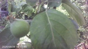 Обзор наших яблочных завязей сорта Мелба