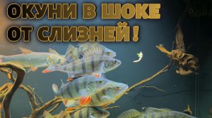 ОКУНИ В ШОКЕ ОТ СЛИЗНЕЙ !