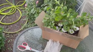 Новые жители сада 🌿 Хризантемы 🌿
