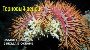 ⭐МОНСТР, ПОЖИРАЮЩИЙ РИФЫ 💀ОНА УБИВАЕТ КОРАЛЛЫ МИЛЛИОНАМИ