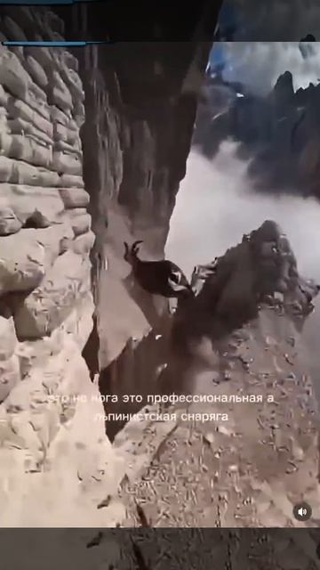 Знакомьтесь это горный козёл