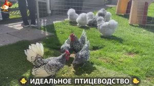 Идеальное птицеводство достойно восхищения 🐓🦆🦢🦚🦃🐔 эпизод (498)