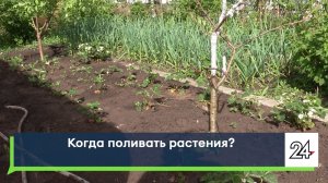 Когда поливать растения?