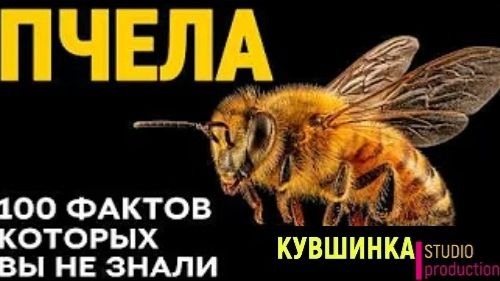 100 фактов о пчёлах смотреть онлайн