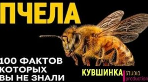 100 фактов о пчёлах