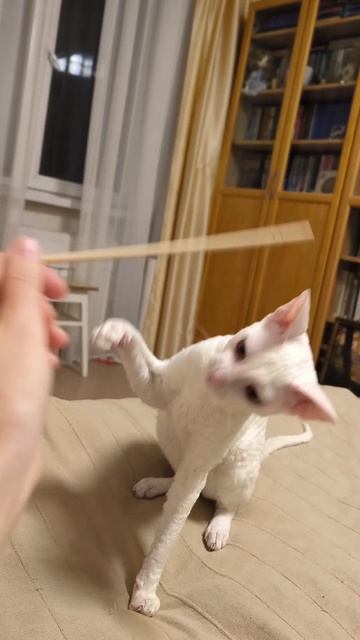 Кошка Мона и палочка