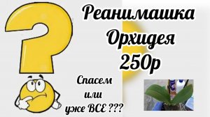 Реанимация еще одной орхидеи. Спасаем бедолагу за 250р