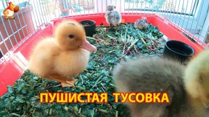 2 утёнка, 2 цыплёнка и гусёнок устроили милейшую тусовку на ботве редиса (2)