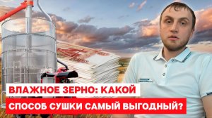 Влажное зерно: какой способ сушки самый выгодный?