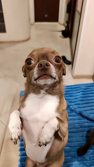 Анекдот про кошек Ты будешь смеяться! #chihuahua #chihuahuafanclub смотреть онлайн