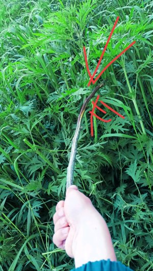 игра: крапива против палок🗡️🌱🩸