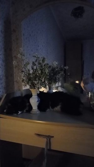 котик#кот #подросток #красавец