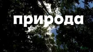 ЗВУК ЛЕСА ПЕНИЕ ПТИЦ СВЕРЧОК КУКУШКА ВЕТЕР