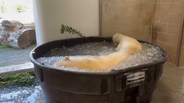 Белый медведь кайфует в ледяной ванне