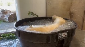 Белый медведь кайфует в ледяной ванне