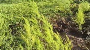26 мая 2026 года  Мы рады представить вам обзор нашего огорода и майской погоды.