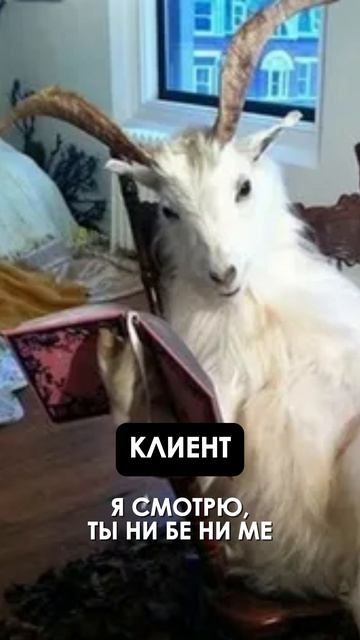 Your bunny wrote смотреть онлайн