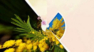 Весна! Мимозы для моей очаровательной ЗАНОЗЫ 4! Киностудия Мудрого Кота Тимофея!