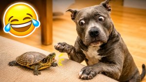 Весёлые моменты с животными 😂 когда ситуация мгновенно накаляется!
