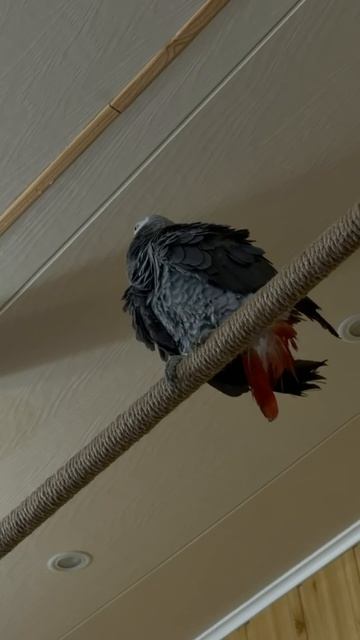 26-05-2026. Попугай 🦜 Жако чистит перья 🪶 смотреть онлайн