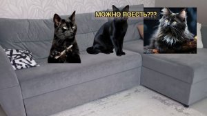 Фильм История котят и не только 8 серия