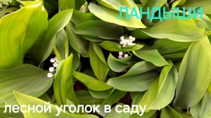 26 мая/ Ландыши в моём саду
