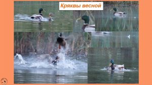 Утки кряквы весной - что за свадьба без драки