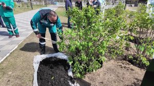 В Нижневартовске появился новый сиреневый сад