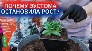 Почему эустома остановила рост, срочная пересадка! Какой грунт любит эустома