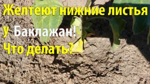 Желтеют нижние листья у баклажан, что делать? Как удалить правильно? Причины?