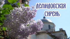Демидовская сирень