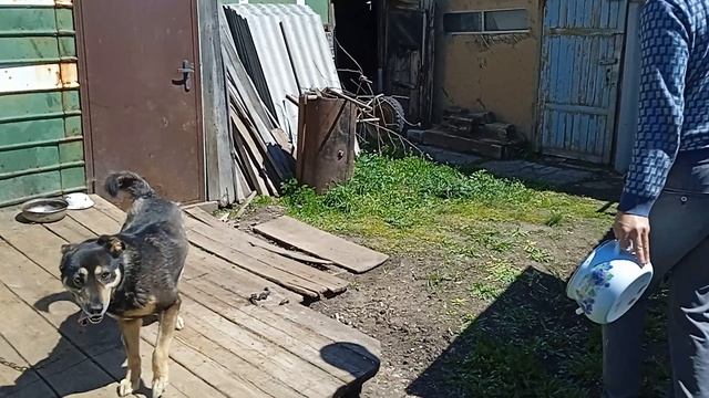 дружок сожрал все пельмени