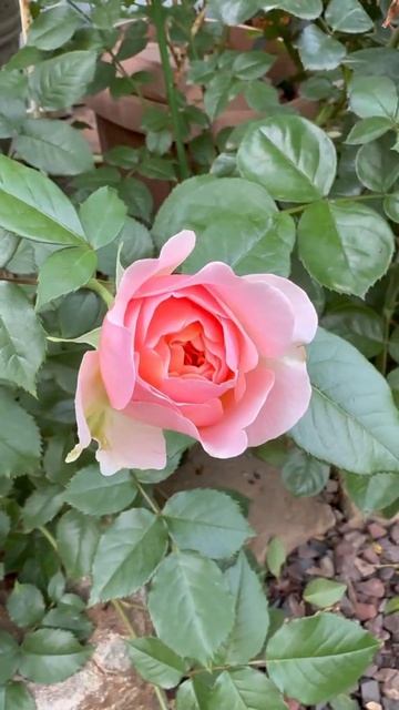 Чиппендейл 🌸🌿🌸🌿🌸 смотреть онлайн
