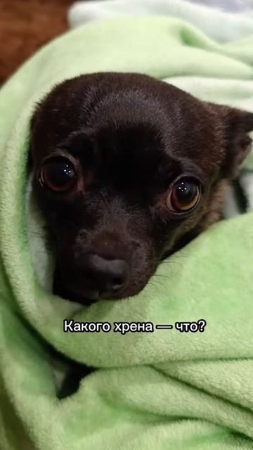 Собаки обсуждают странного кота смотреть онлайн